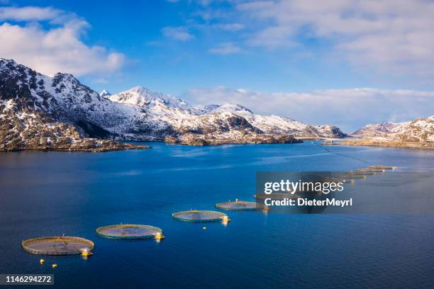 zalm viskwekerij in noorse fjord, lofoten-noorwegen - zalm stockfoto's en -beelden