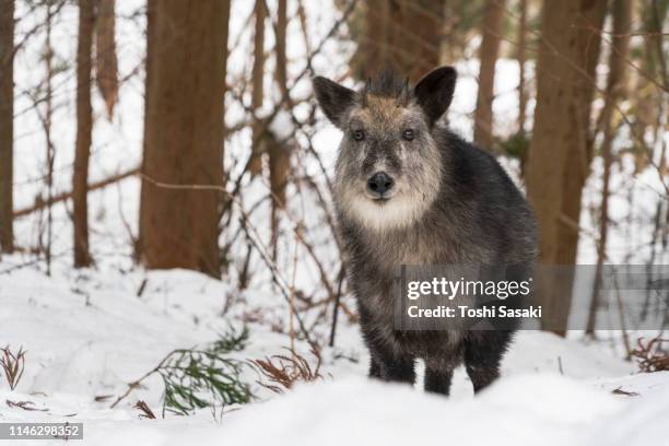 168点のカモシカのストックフォト Getty Images 168点のカモシカのストックフォト Getty Images
