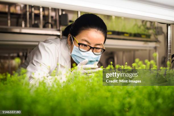 asian scientist examining plants in laboratory - food safety stock-fotos und bilder
