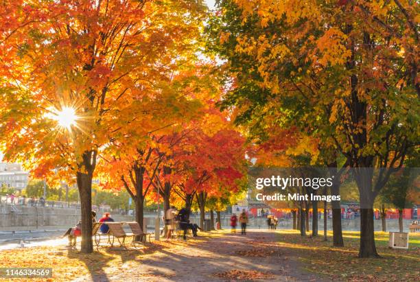 people in park in autumn - mint leaves stock-fotos und bilder