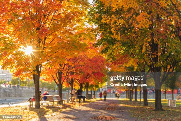people in park in autumn - montreal city fotografías e imágenes de stock