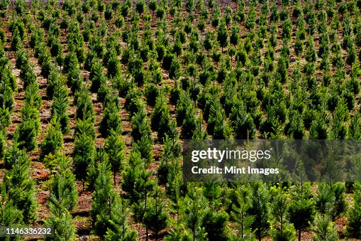 Aerial view of tree farm Aerial view of tree farm
