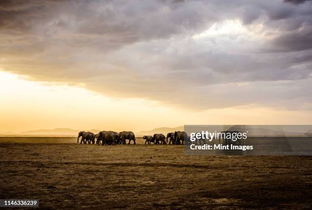 herd of elephants in savanna landscape - large group of animals fotografías e imágenes de stock