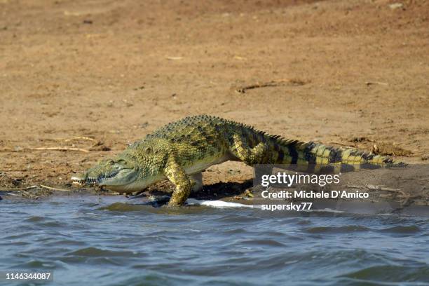 large nile crocodile out of water - crocodile stock pictures, royalty-free photos & images