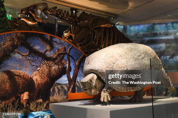After a five year renovation, the fossil hall will reopen June 8 with the new exhibit Deep Time at the Smithsonian's National Museum of Natural...