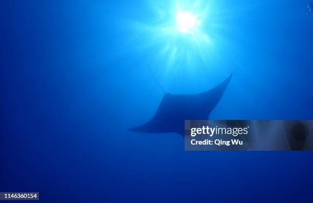 Devil Rays Flying Giant Devil Ray Photos and Premium High Res Pictures - Getty Images