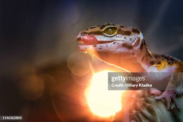 leopard gecko in front of bright sun - gecko leopard stock-fotos und bilder