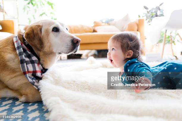 baby girl and dog lying on rug - baby blue stock pictures, royalty-free photos & images
