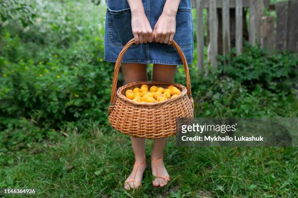 woman holding basket of apricots - aprikose stock-fotos und bilder