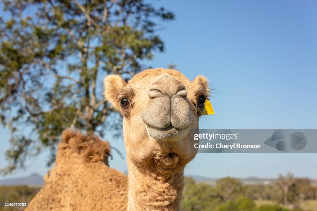 Camel looking at camera