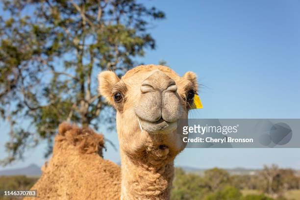 camel looking at camera - dromedary camel bildbanksfoton och bilder