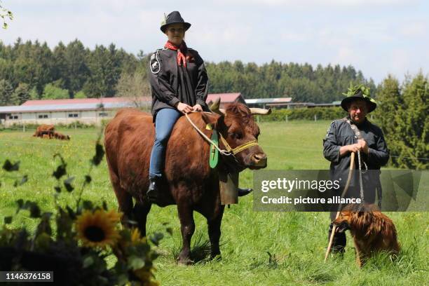 May 2019, Saxony-Anhalt, Tanne: Cow herders stand and ride at the "Kuhball" on a meadow in the Oberharzort. A thousand people gathered in the village...