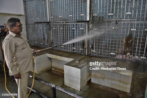 Zookeeper sprinkles water on Bengal Tiger during hot afternoon in Delhi Zoo, on May 21, 2019 in New Delhi, India. During the last 24 hours, the...
