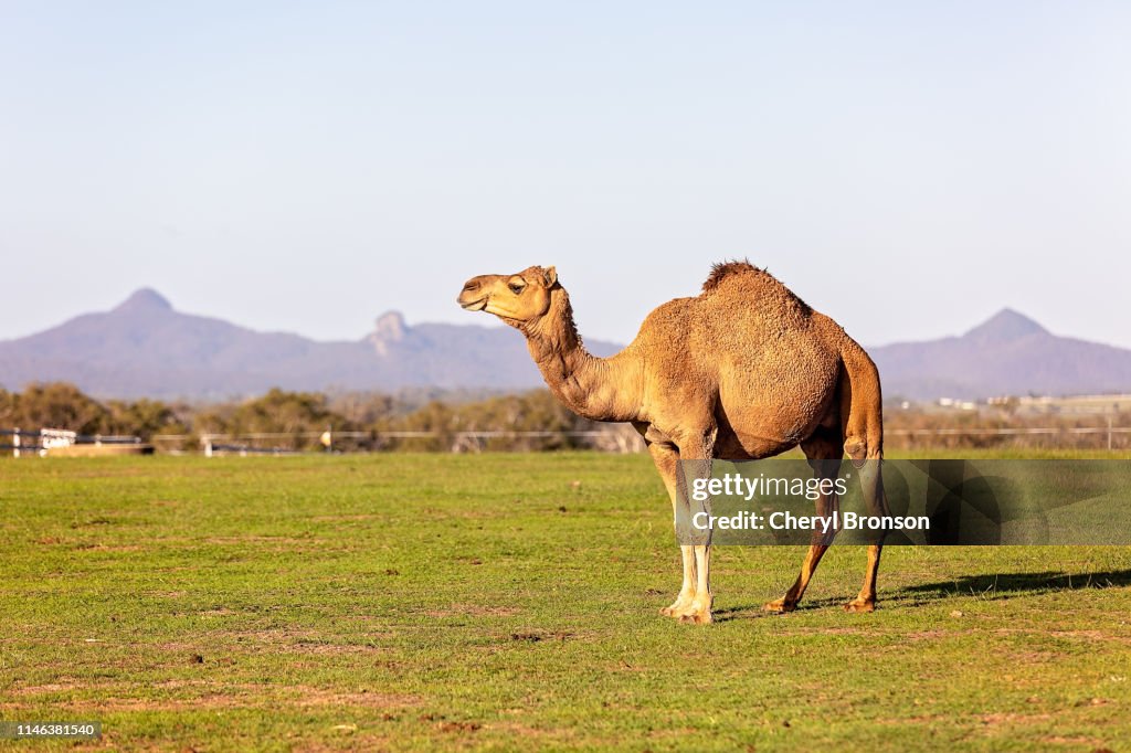 Side view of camel