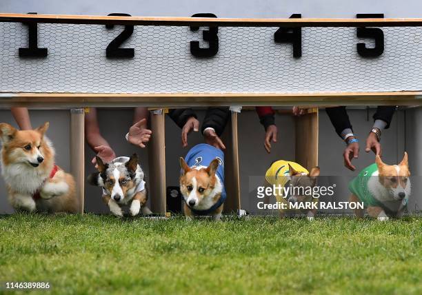 Corgi dogs race during the heats of the Southern California "Corgi Nationals" championship at the Santa Anita Horse Racetrack in Arcadia, California...