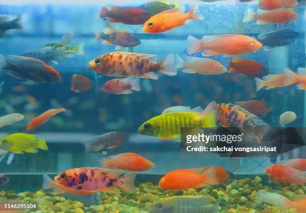 close-up of colorful tropical fish in tank aquarium, thailand - tropical fish stock pictures, royalty-free photos & images