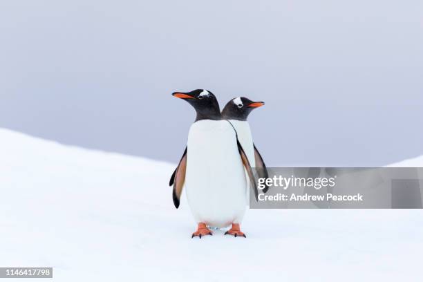 gentoo pinguine auf einem eisberg - pinguin stock-fotos und bilder