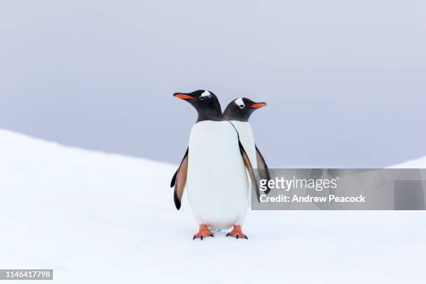 pinguini gentoo su un iceberg - penguins foto e immagini stock