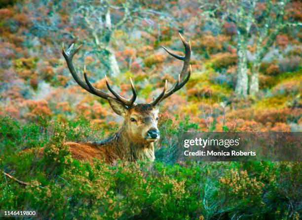 stag in glen affric - stag stock pictures, royalty-free photos & images