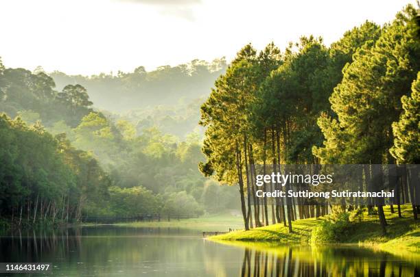 beatiful nature lake and forest , pang oung lake and pine forest in mae hong son , thailand , nature landscape of thailand . pang oung is popular travel destination in thailand - mae hong son provinz stock-fotos und bilder
