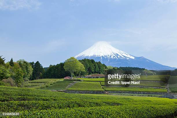 mt.fuji and japanese green tea plantation - prefettura di shizuoka foto e immagini stock