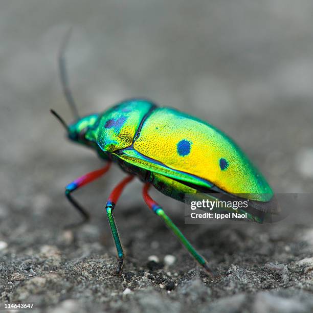 Japanese Insect With Shell Colorful Okinawan Heteroptera Insect Japan High-Res Stock Photo - Getty ...