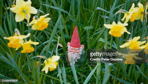 gnome peering out of daffodils - gnome photos et images de collection