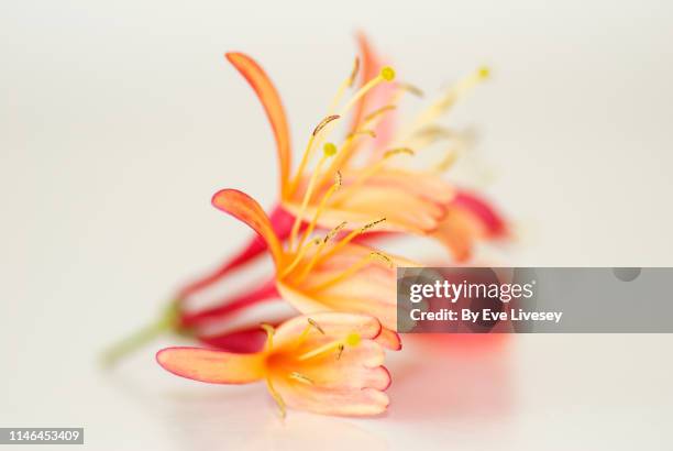 honeysuckle flowers - honeysuckle stock pictures, royalty-free photos & images