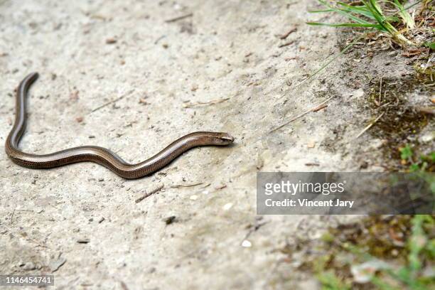 grass snake brittany france - hognose snake stock-fotos und bilder