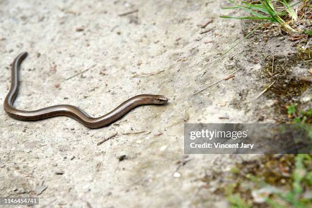 grass snake brittany france - hognose snake fotografías e imágenes de stock