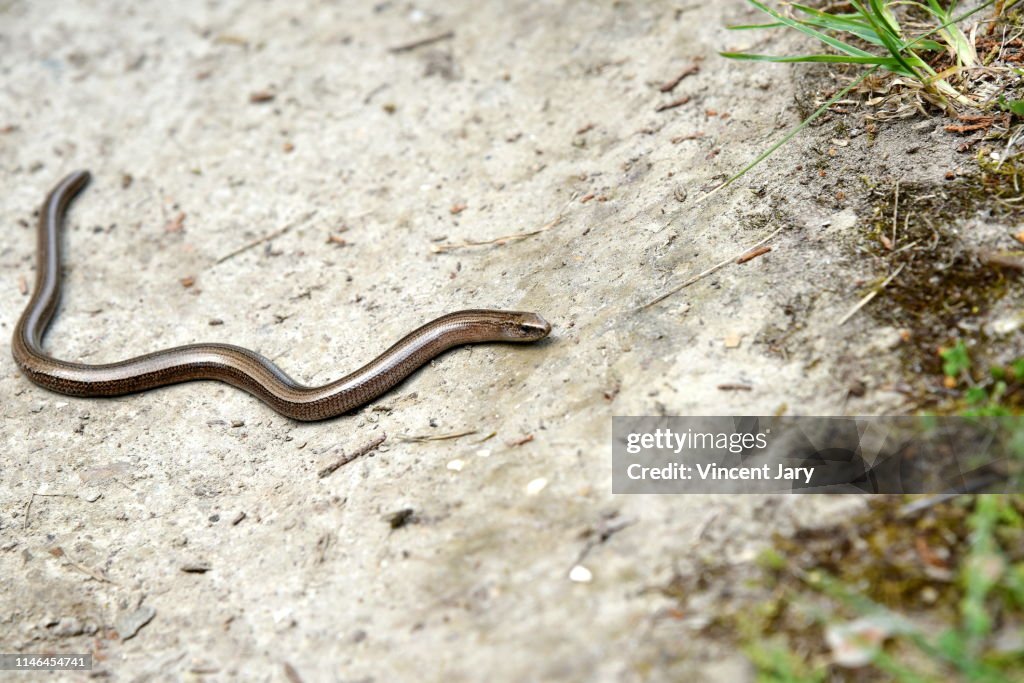 Grass snake Brittany France