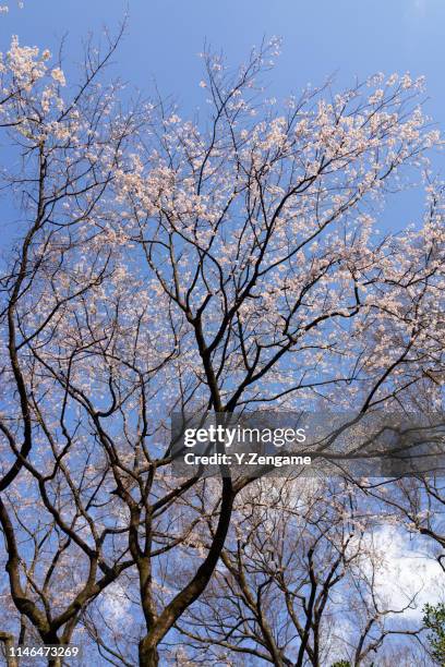 桜 - 桜 stock pictures, royalty-free photos & images