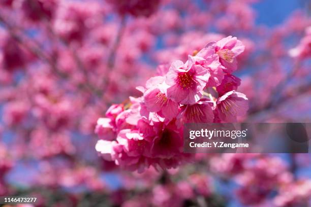桜 - 桜 stock pictures, royalty-free photos & images