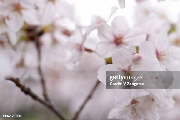 桜 - 桜 stock pictures, royalty-free photos & images