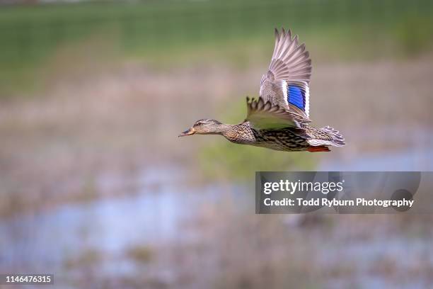 Mallard Duck Flight Photos and Premium High Res Pictures - Getty Images