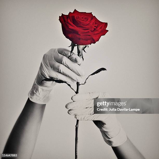 rubber gloves and a red rose. - julia rose - fotografias e filmes do acervo