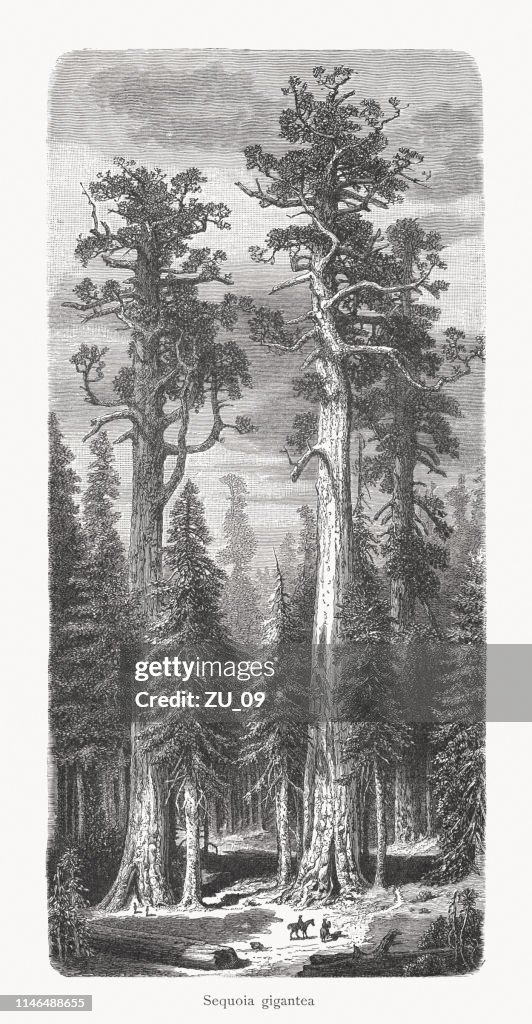 Redwoods (Sequoiadendron giganteum) in California, USA, wood engraving, published 1897