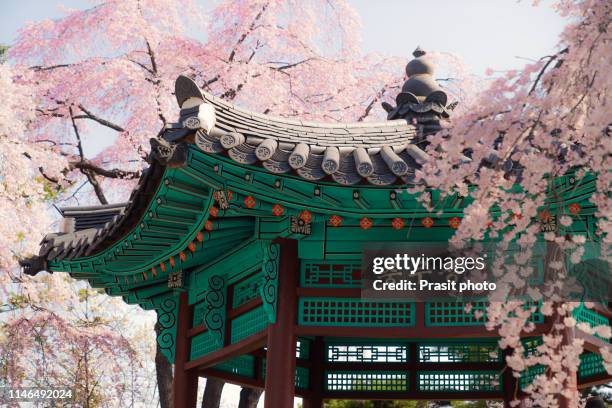 old korean style pavilion in cherry blossom garden in namsan park in seoul city, south korea - korea foto e immagini stock