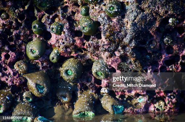 Tide Pool Rats 5,827 Tidal Pools On A Beach Stock Photos, High-Res Pictures, and ...