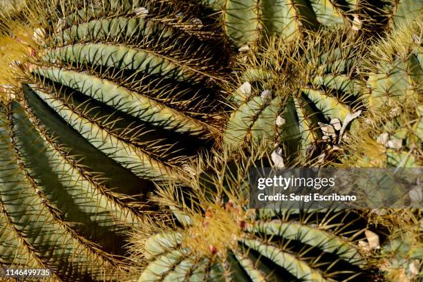 echinocactus platyacanthus, giant barrel cactus and echinocactus grusonii - grusonii stock pictures, royalty-free photos & images