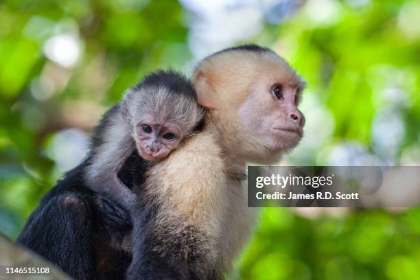 white-faced capuchin monkey with baby - puntarenas stockfoto's en -beelden