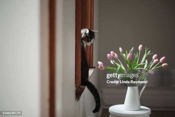 tabby cat and tulips - tulips cat stock-fotos und bilder