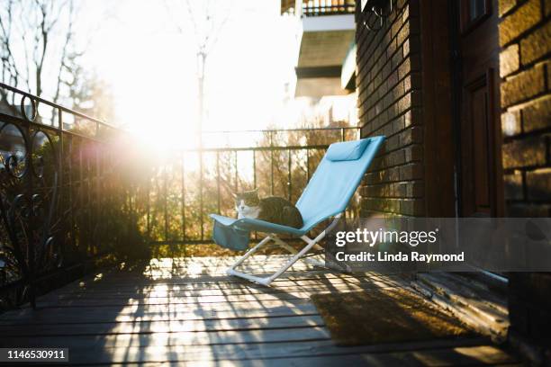 cat chilling on the porch - front porch no people stock pictures, royalty-free photos & images