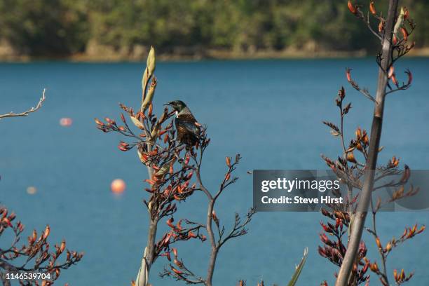 tui bird on a flax flower - tui bird stock pictures, royalty-free photos & images