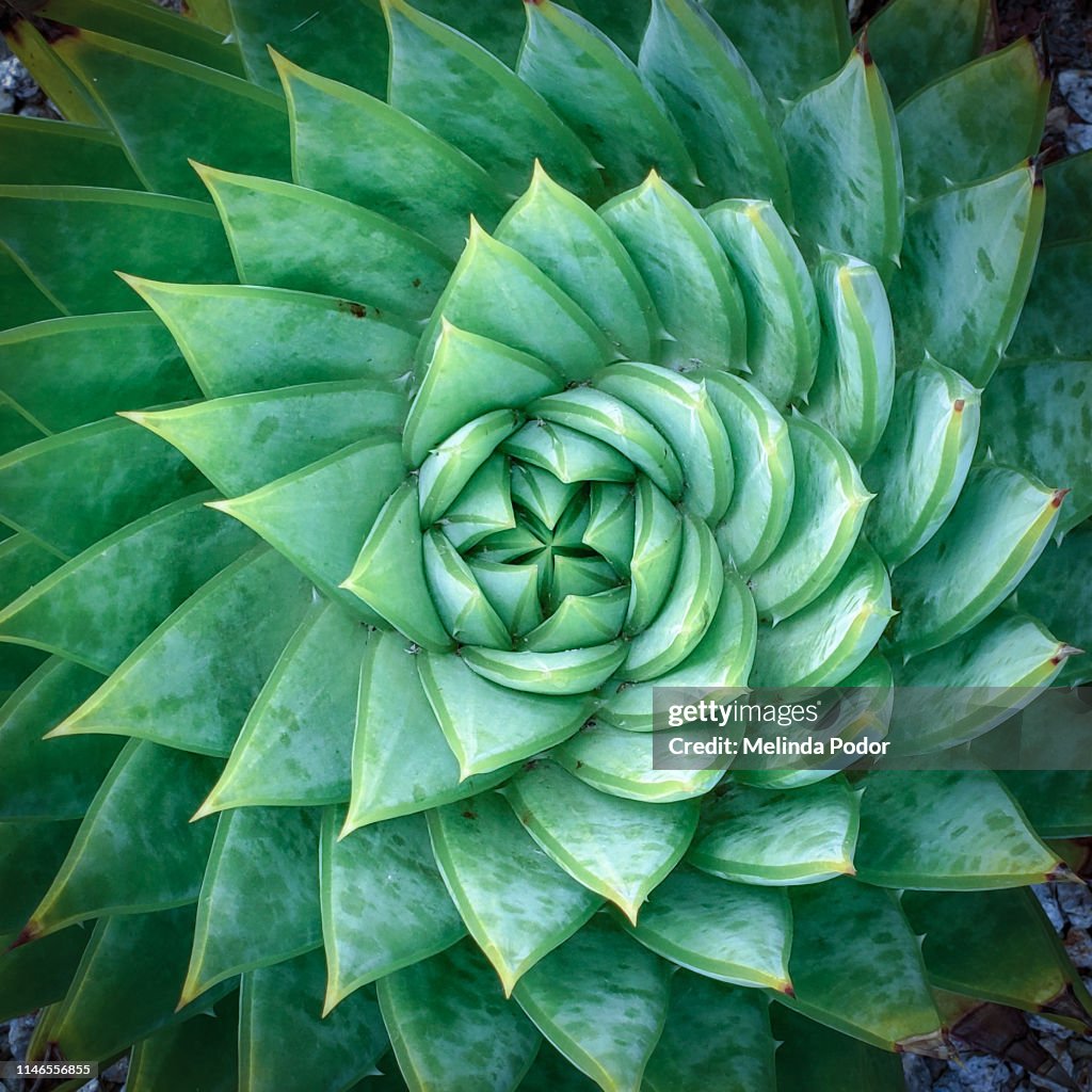 Aloe polyphylla, Spiral Aloe