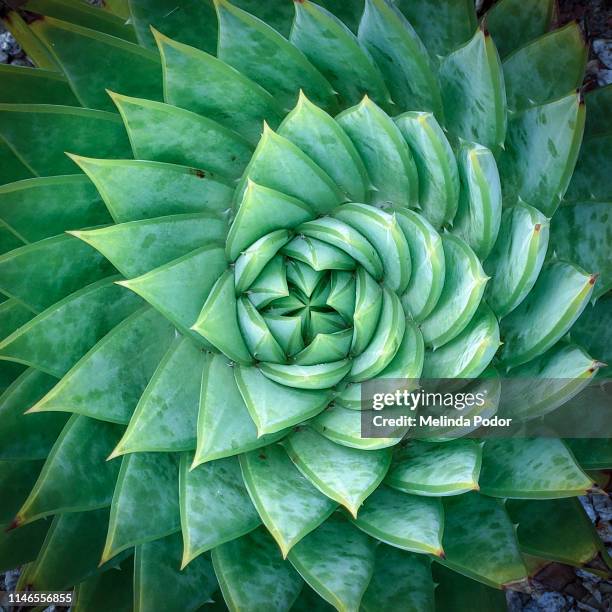 aloe polyphylla, spiral aloe - harmony photos et images de collection