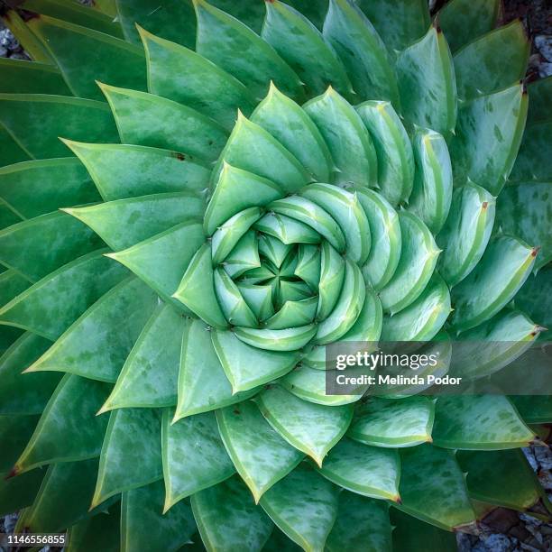 aloe polyphylla, spiral aloe - patterns in nature 個照片及圖片檔