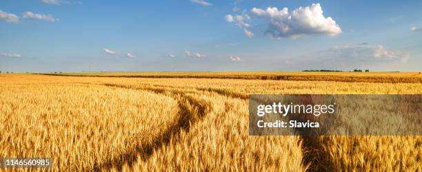 campo de trigo en verano - campo de trigo fotografías e imágenes de stock