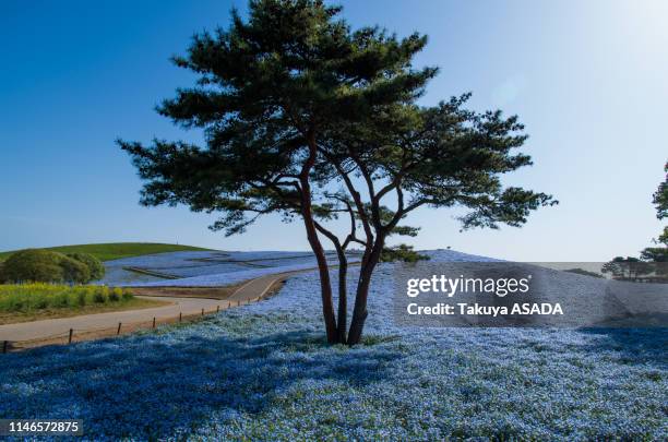 nemophila field - hitachi seaside park stock pictures, royalty-free photos & images