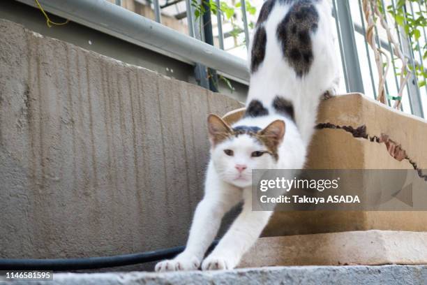 israeli cat - テルアビブ stock pictures, royalty-free photos & images